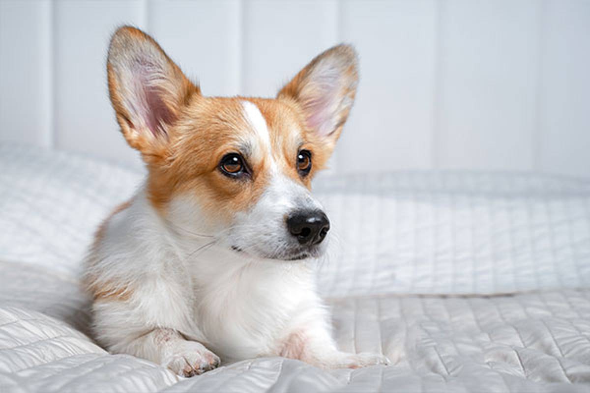 1. selecciona una habitación pet friendly Hotel ILUNION Menorca Cala Galdana