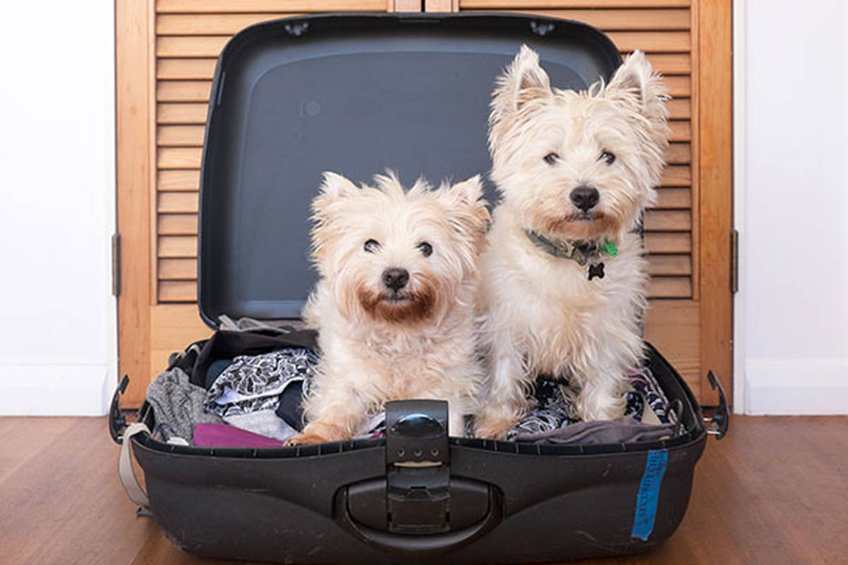 2. informarnos de tu mascota Hotel ILUNION Menorca Cala Galdana